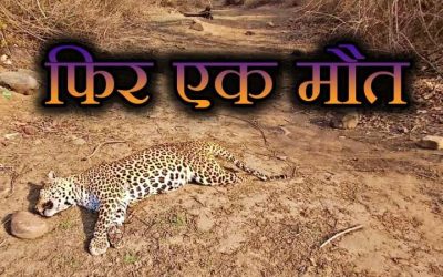 पन्ना टाइगर रिजर्व में मौत का सिलसिला जारी, शुक्रवार को फिर एक तेंदुए की संदिग्ध मौत