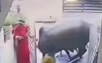 बेकाबू सांड़ों की कुश्ती से मचा हड़कंप, घर का गेट तोड़ा, महिलाएं आईं चपेट में