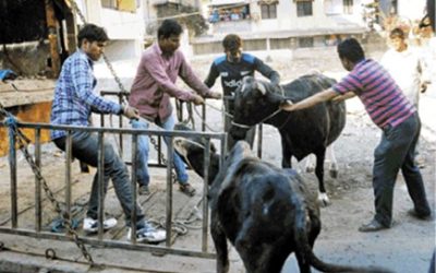सीएम की बात भी अनसुनी! सड़कों पर मवेशियों का कब्जा, हर पल खतरे का अंदेशा