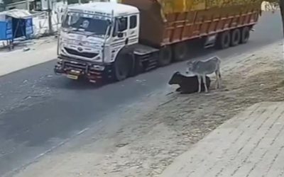 बैतूल में भीषण सड़क हादसा, ट्रक ने 9 मवेशियों को कुचला