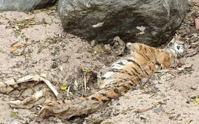 वन्यजीव सुरक्षा पर सवाल! बाघिन की मौत से जुड़े सबूतों को मिटाने की साजिश