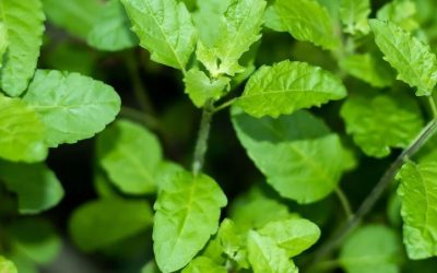 तुलसी पौधे के पास गलती से भी इन 6 चीजों को न रखें, घर में कभी नहीं होगी तरक्की, भाग्य होगा खराब