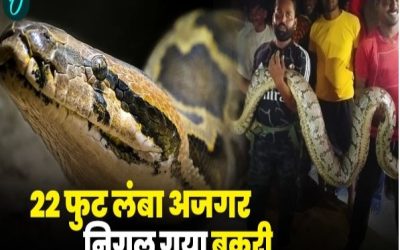 किसानों के खेत में दहशत: 22 फीट लंबे जानवर ने बकरी को निगला, धान के खेत से आ रही अजीब आवाज सुनकर मची अफरा-तफरी