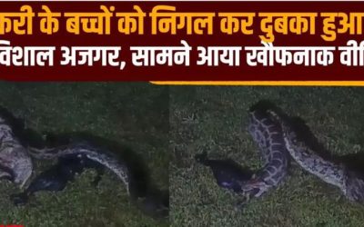 विशाल अजगर का हैरतअंगेज करतब: बकरी के दो बच्चों को निगलने के बाद जंगल में जाने से पहले उगल दिया, VIDEO सामने आया