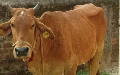 शिवपुरी में मंडराया लंपी वायरस का खतरा, अलर्ट मोड पर पशु चिकित्सा विभाग