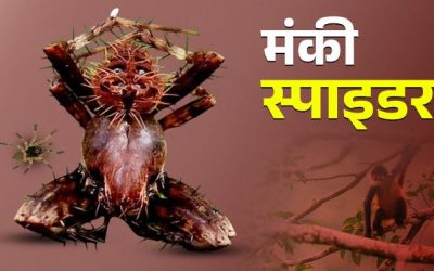 कभी देखी है बंदर जैसी दिखने वाली मकड़ी, पेंच टाइगर रिजर्व में आराम फरमाते दिखी घोस्ट स्पाइडर