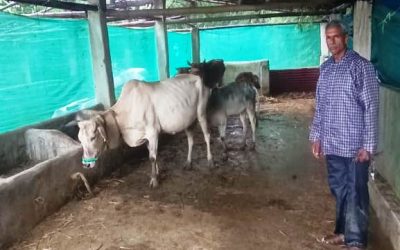 पशु शेड गौ पालक रामफल के लिए बना आमदनी का जरिया