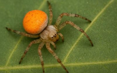 अद्भुत और दुर्लभ मकड़ी लगी वैज्ञानिकों के हाथ