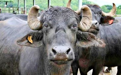 शिवपुरी में पशु क्रूरता की हदें पार, किसान ने कुल्हाड़ी से काट दिए दस भैंसों के थन