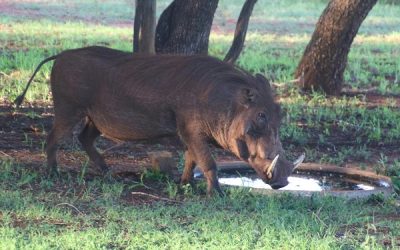 केरल के कृषि मंत्री ने की जंगली सुअर का मांस खाने की अनुमति देने की मांग, किया ये दावा