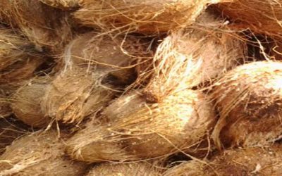 घर की इस दिशा में लगाएं नारियल का पौधा, मिलेगा धन, सुख और समृद्धि का आशीर्वाद, सेहत के लिए भी है वरदान