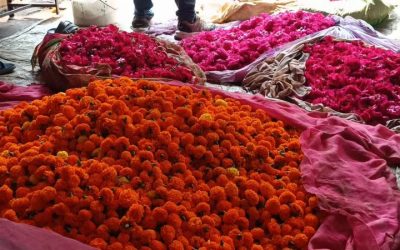 मालवा के फूलों से सजती है पूरे देश की दिवाली, हफ्ते भर में हो जाता है करोड़ों का कारोबार